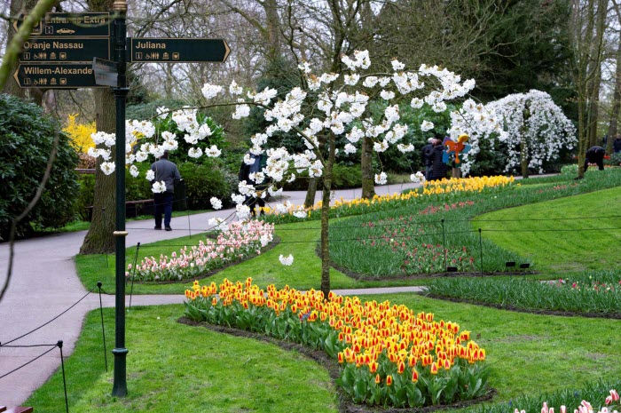  أمستردام.. أكبر حديقة توليب  في العالم تحتفل بذكرى تأسيسها الـ 75